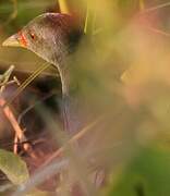 Paint-billed Crake