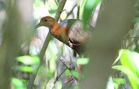 Rufous-necked Wood Rail