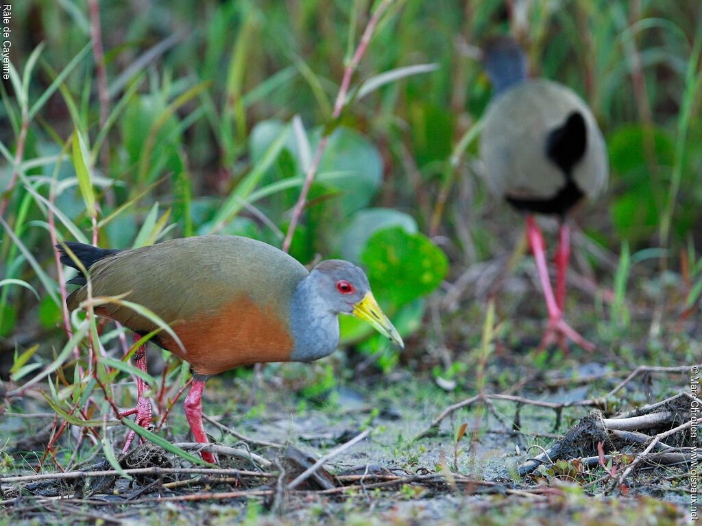 Grey-cowled Wood Railadult