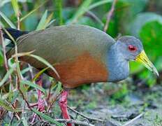 Grey-cowled Wood Rail