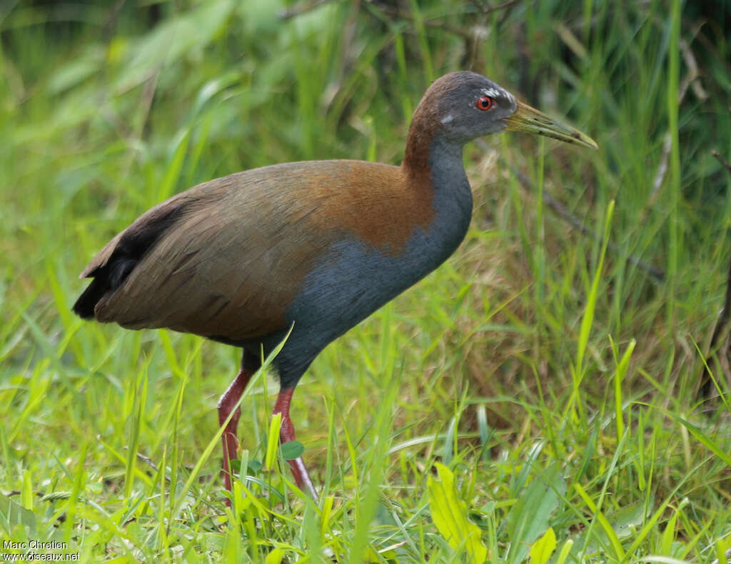 Râle saracuraadulte, identification