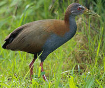 Slaty-breasted Wood Rail