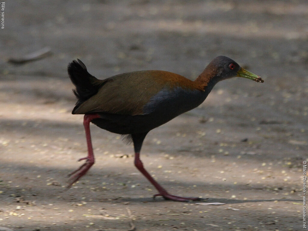 Slaty-breasted Wood Rail