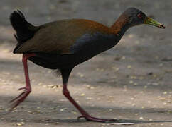 Slaty-breasted Wood Rail