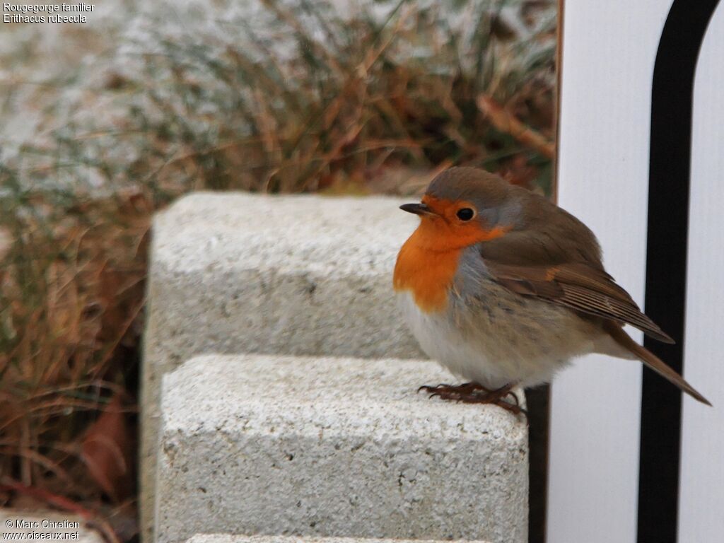 European Robin