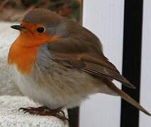 European Robin