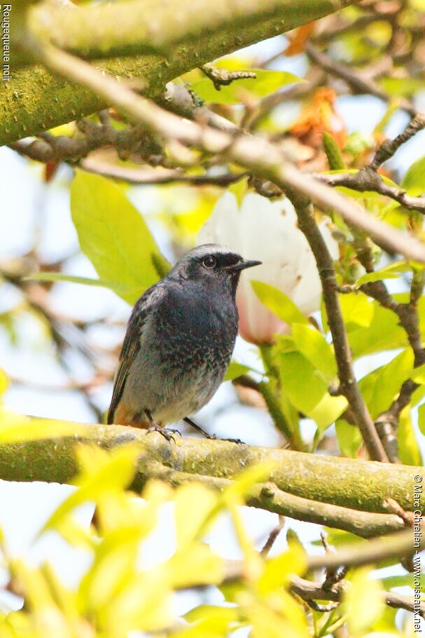 Black Redstart