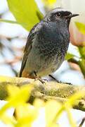 Black Redstart