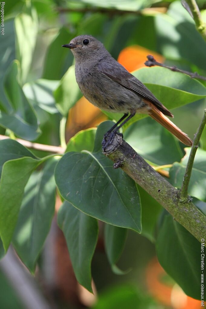 Black Redstart female adult