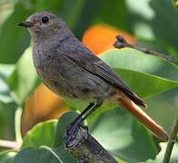 Black Redstart