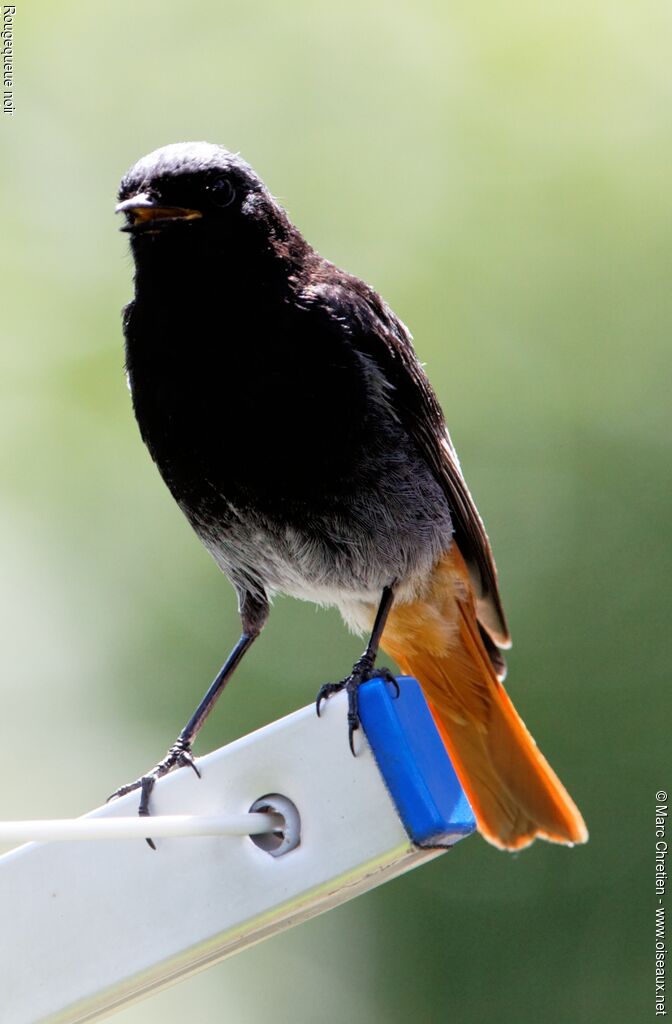 Black Redstart male adult