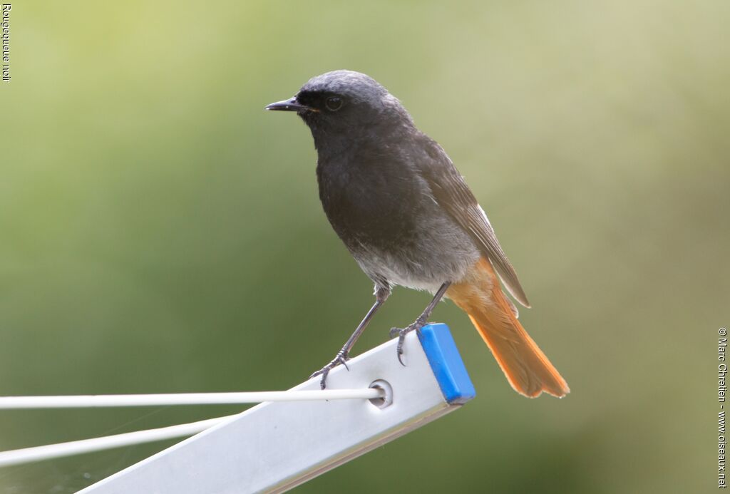 Black Redstart male adult