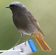 Black Redstart