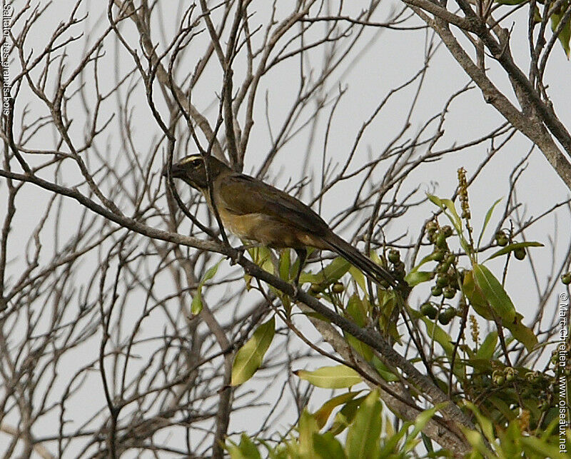 Buff-throated Saltator