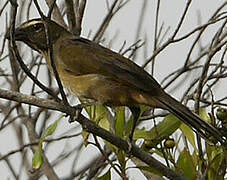 Buff-throated Saltator