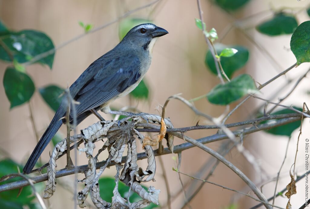 Bluish-grey Saltator