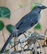 Greyish Saltator