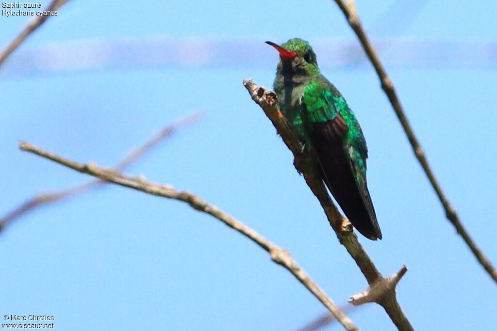 White-chinned Sapphire