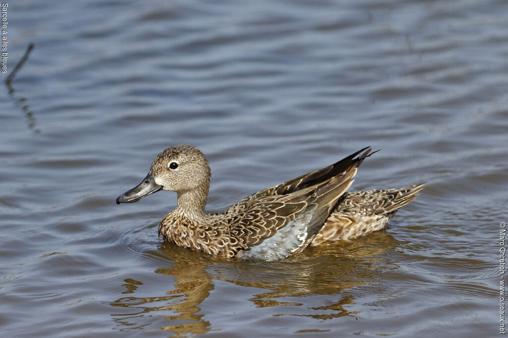 Blue-winged Teal female adult