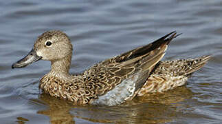 Blue-winged Teal