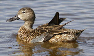 Blue-winged Teal