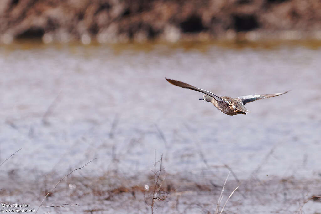 Blue-winged Teal male adult, pigmentation, Flight