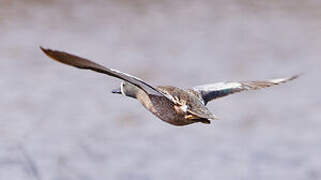 Blue-winged Teal