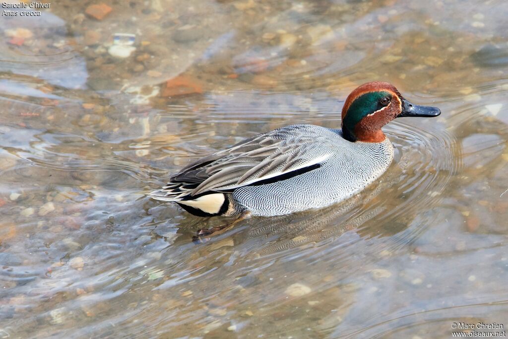 Eurasian Teal male adult