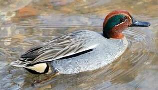 Eurasian Teal