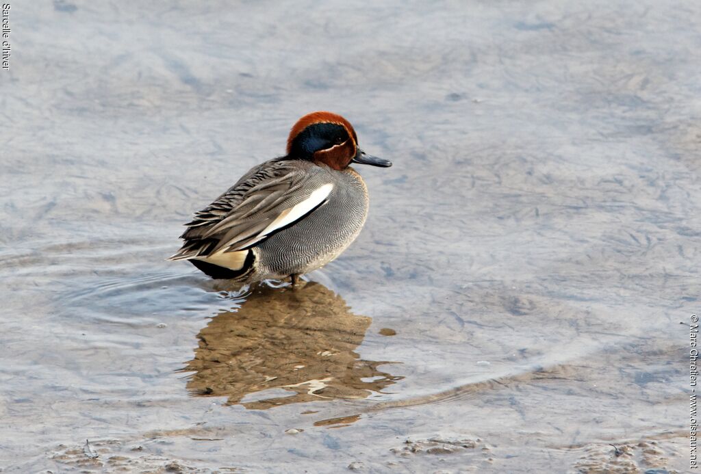 Eurasian Teal male adult