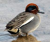 Eurasian Teal