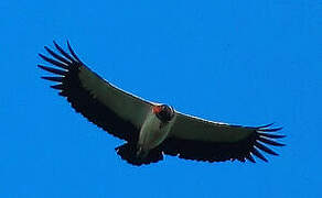 King Vulture