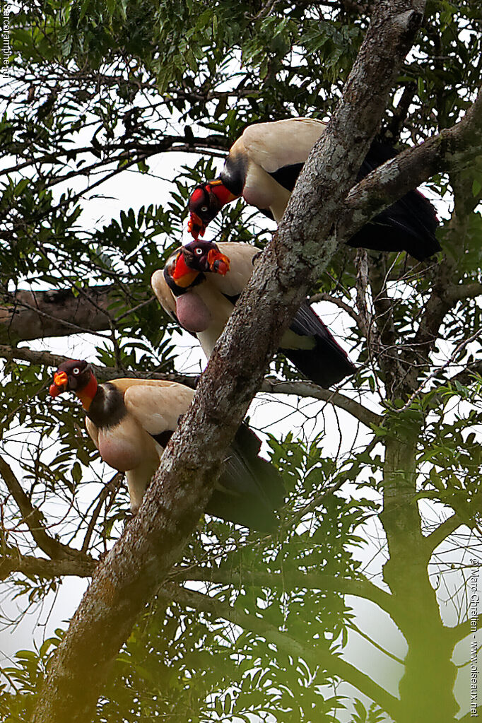 King Vulture