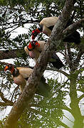 King Vulture