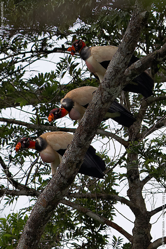 King Vulture