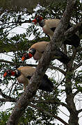 King Vulture