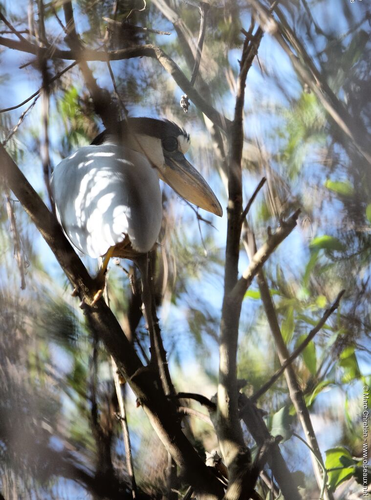 Boat-billed Heron