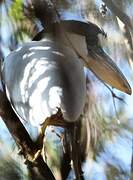 Boat-billed Heron