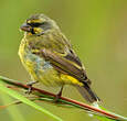 Serin du Mozambique