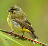 Yellow-fronted Canary