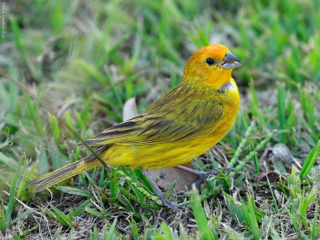 Saffron Finch