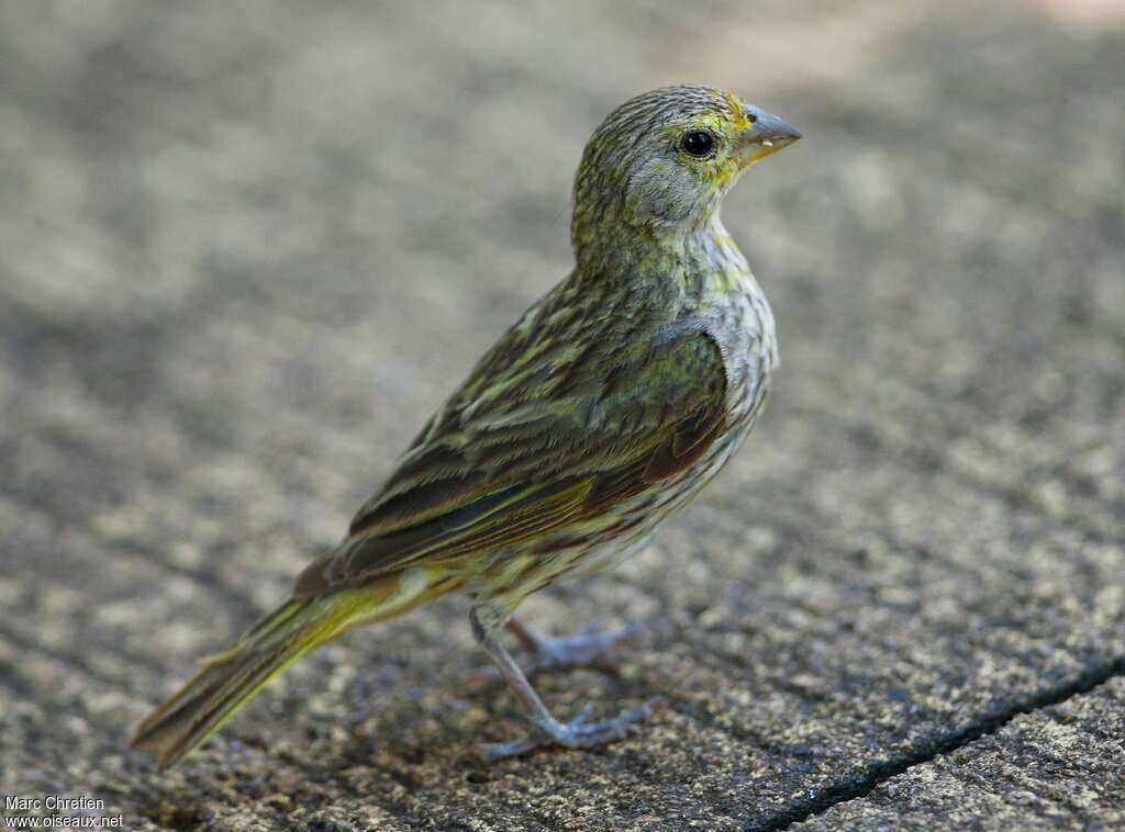 Saffron Finch female adult, identification