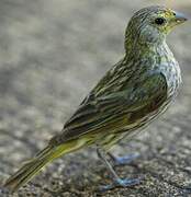 Saffron Finch