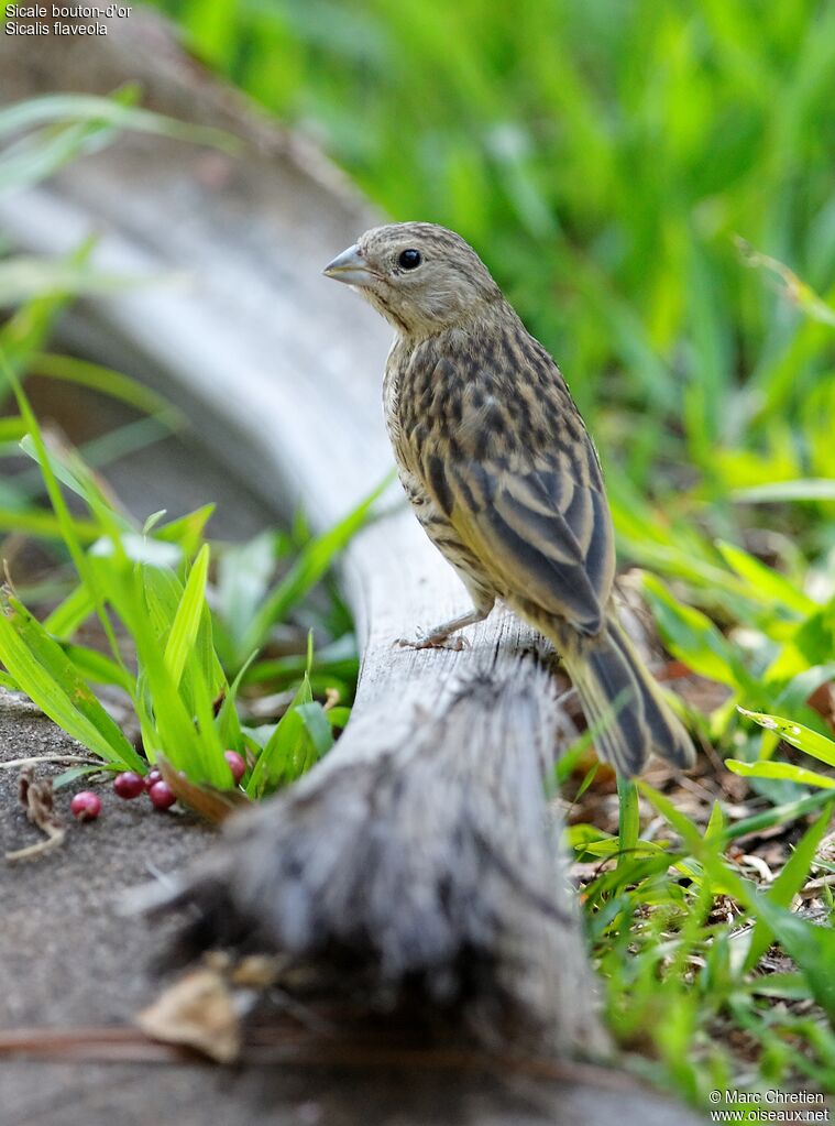 Saffron Finch female adult