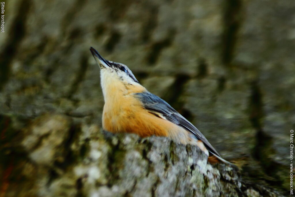 Eurasian Nuthatch