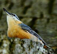 Eurasian Nuthatch