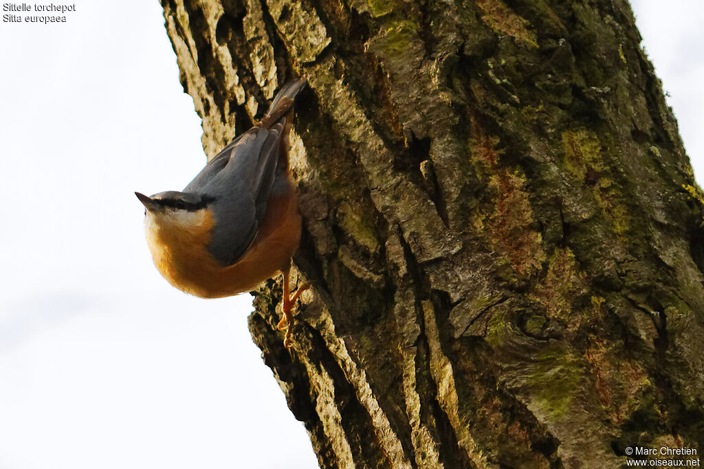 Eurasian Nuthatch