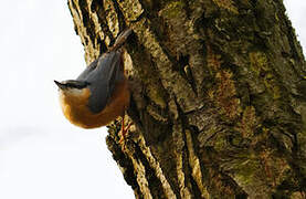 Eurasian Nuthatch