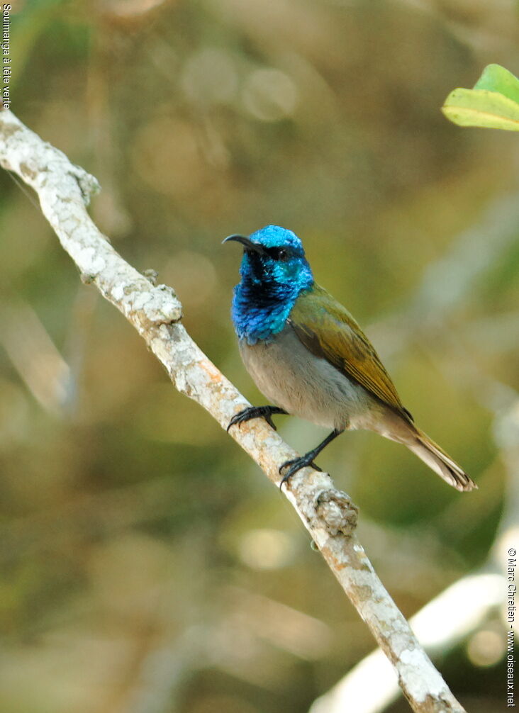 Green-headed Sunbird male adult, identification