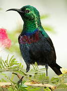 Purple-banded Sunbird